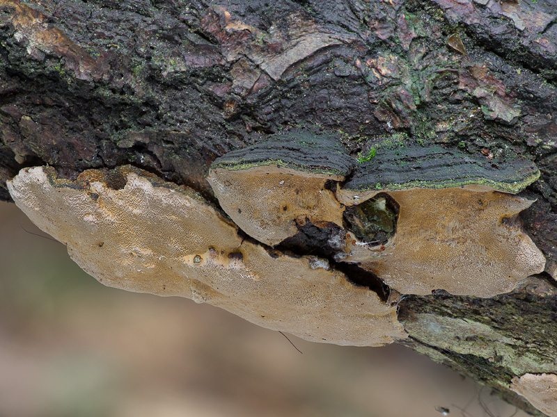 Phellinus conchatus